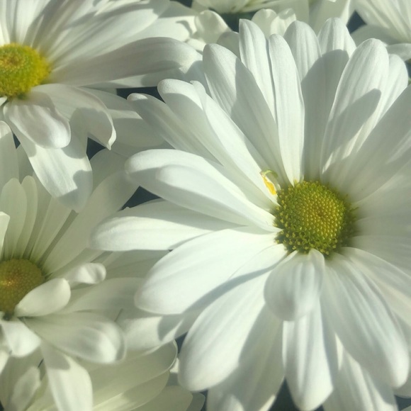 Meet your Posher, Emma - Picture 1 of 1